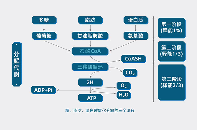 &#21326;&#20307;&#20250;&#104;&#116;&#104;